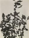 LINCOLN, EDWIN HALE. Wild Flowers of New England Photographed From Nature.